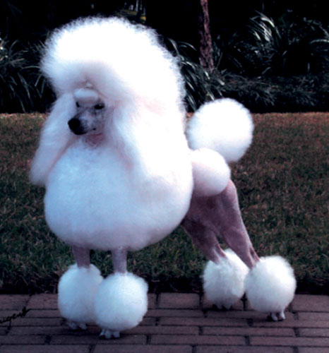 Miniature Poodle Breed Information: History, Health, Pictures, and more